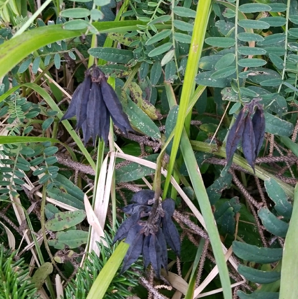 Meet your Posher, Lina